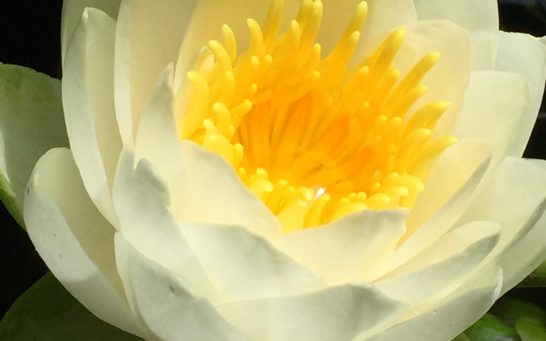 Atelier Yoga & Naturopathie – 27 septembre 2025