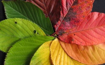 Stage « Énergies d’automne » du 21 au 23 Novembre 2025